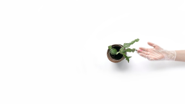 Metafora wzrostu osobistego